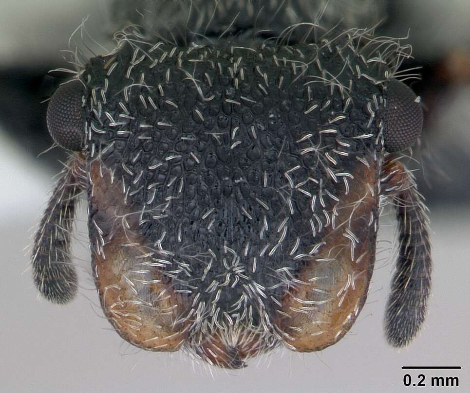 Cephalotes lanuginosus (Santschi 1919) resmi