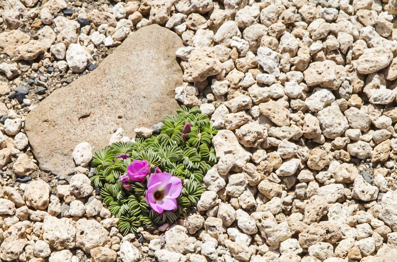 Слика од Oxalis adenophylla Gill.