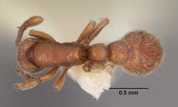 Image of Ant