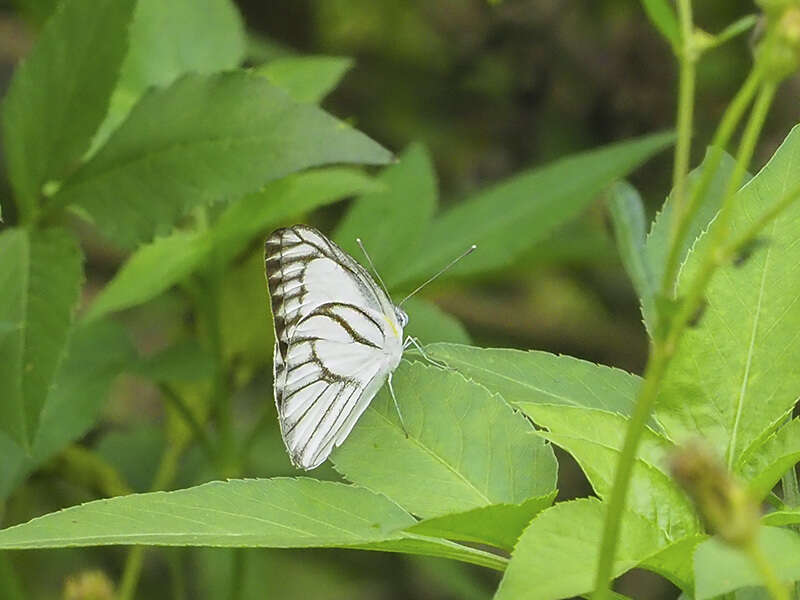 Image of Western Striped Albatross