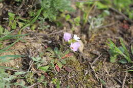 Image de Neotorularia contortuplicata (Stephan) Hedge & J. Léonard