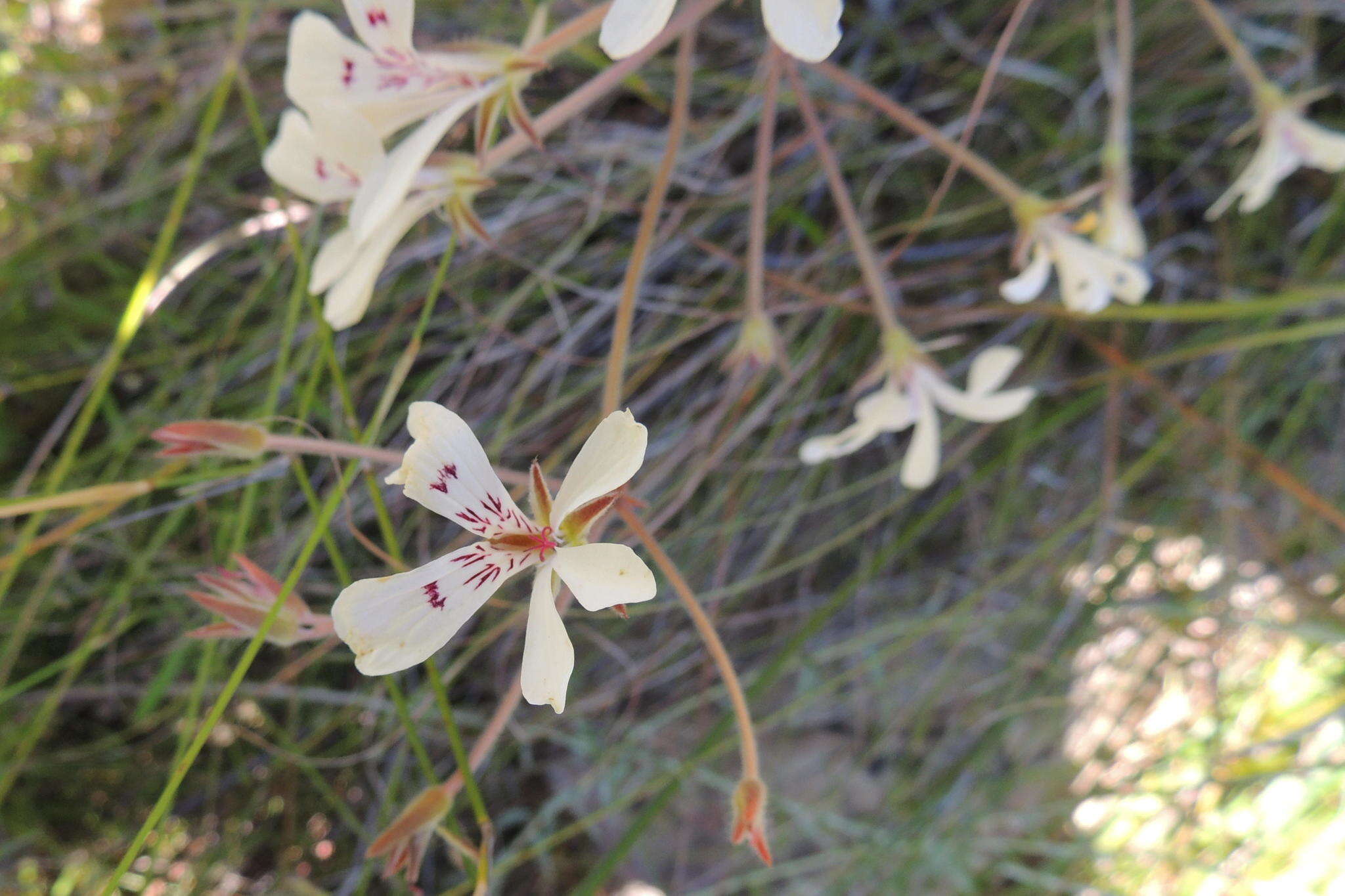 Image of Pelargonium pinnatum (L.) L'Her.