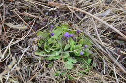 Primula borealis Duby resmi