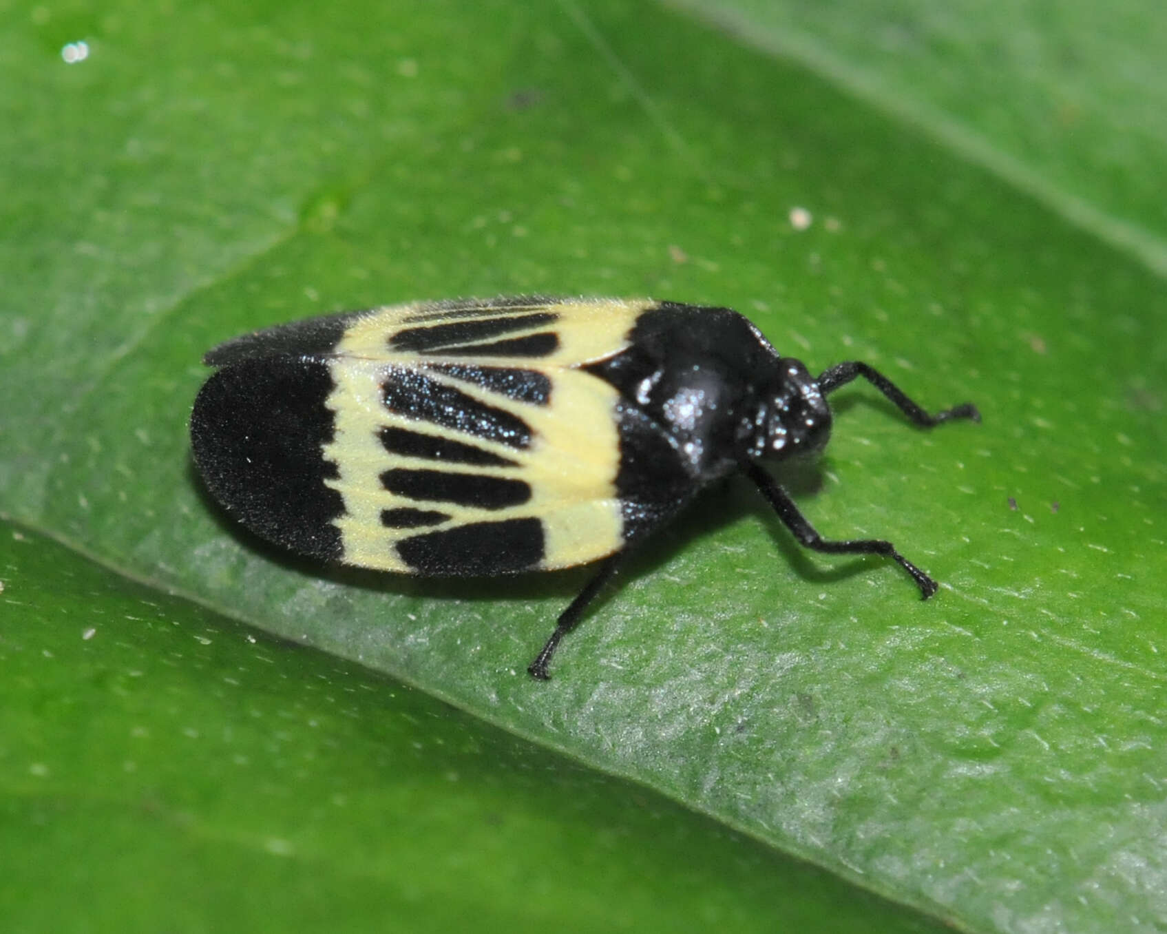 Image of Sphenorhina clarivenosa (Jacobi 1908)