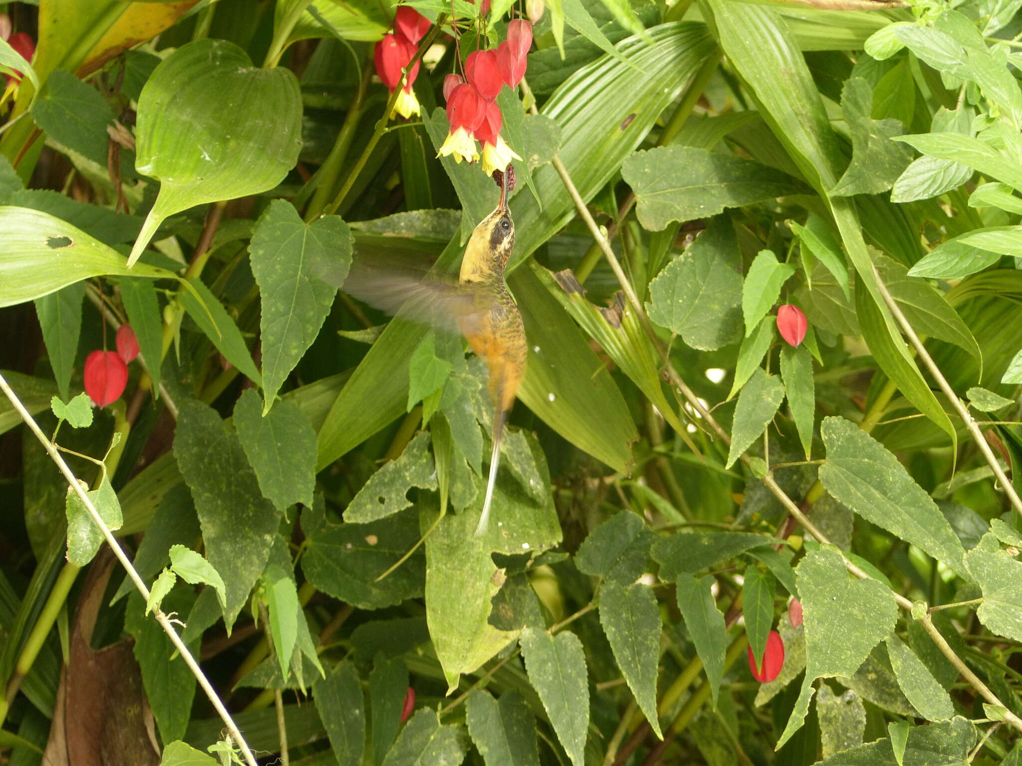 Image of Tawny-bellied Hermit