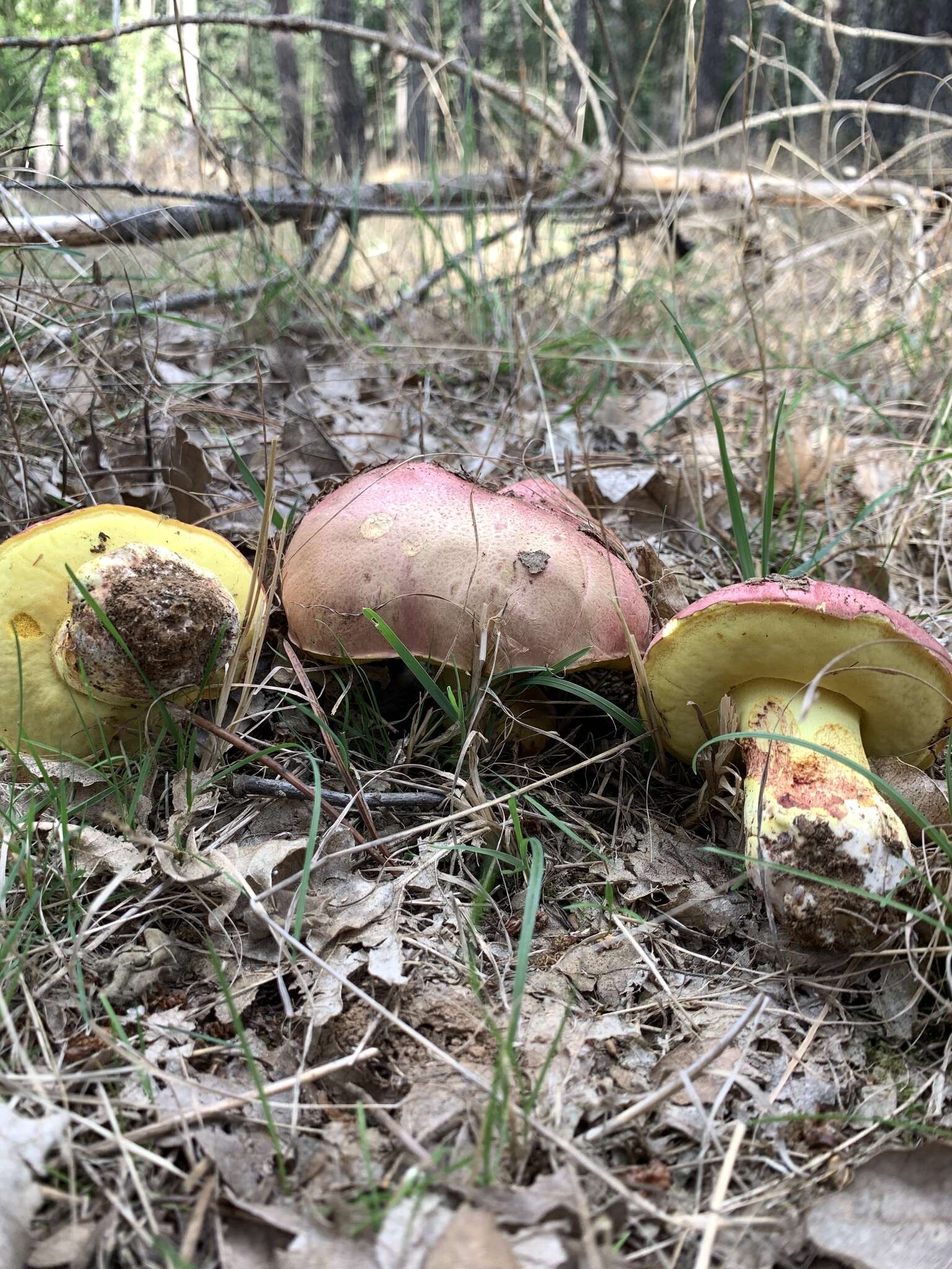 Image of Butyriboletus regius (Krombh.) D. Arora & J. L. Frank 2014