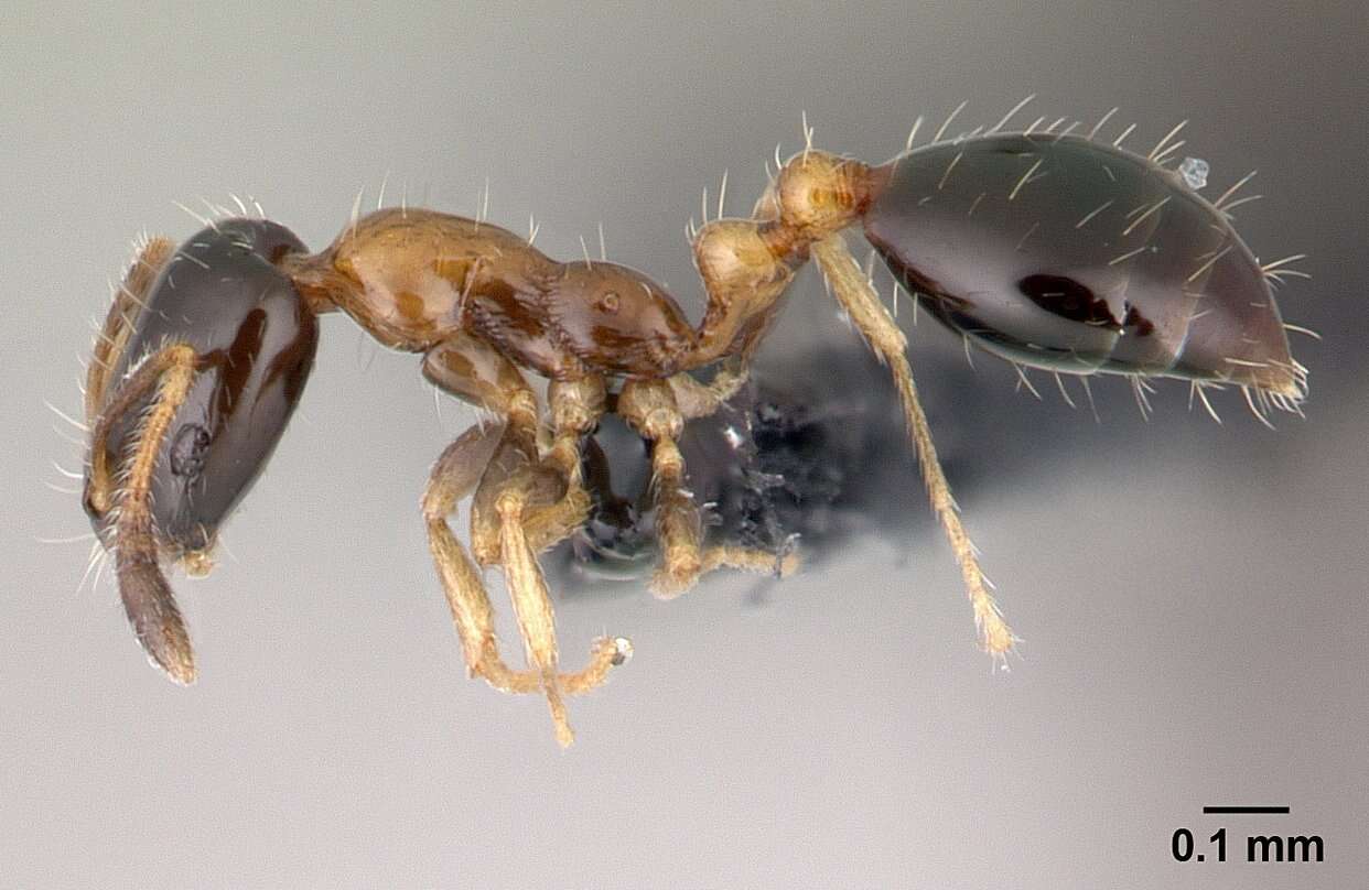 Monomorium floricola (Jerdon 1851) resmi