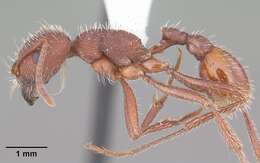 Image of Florida Harvester Ant