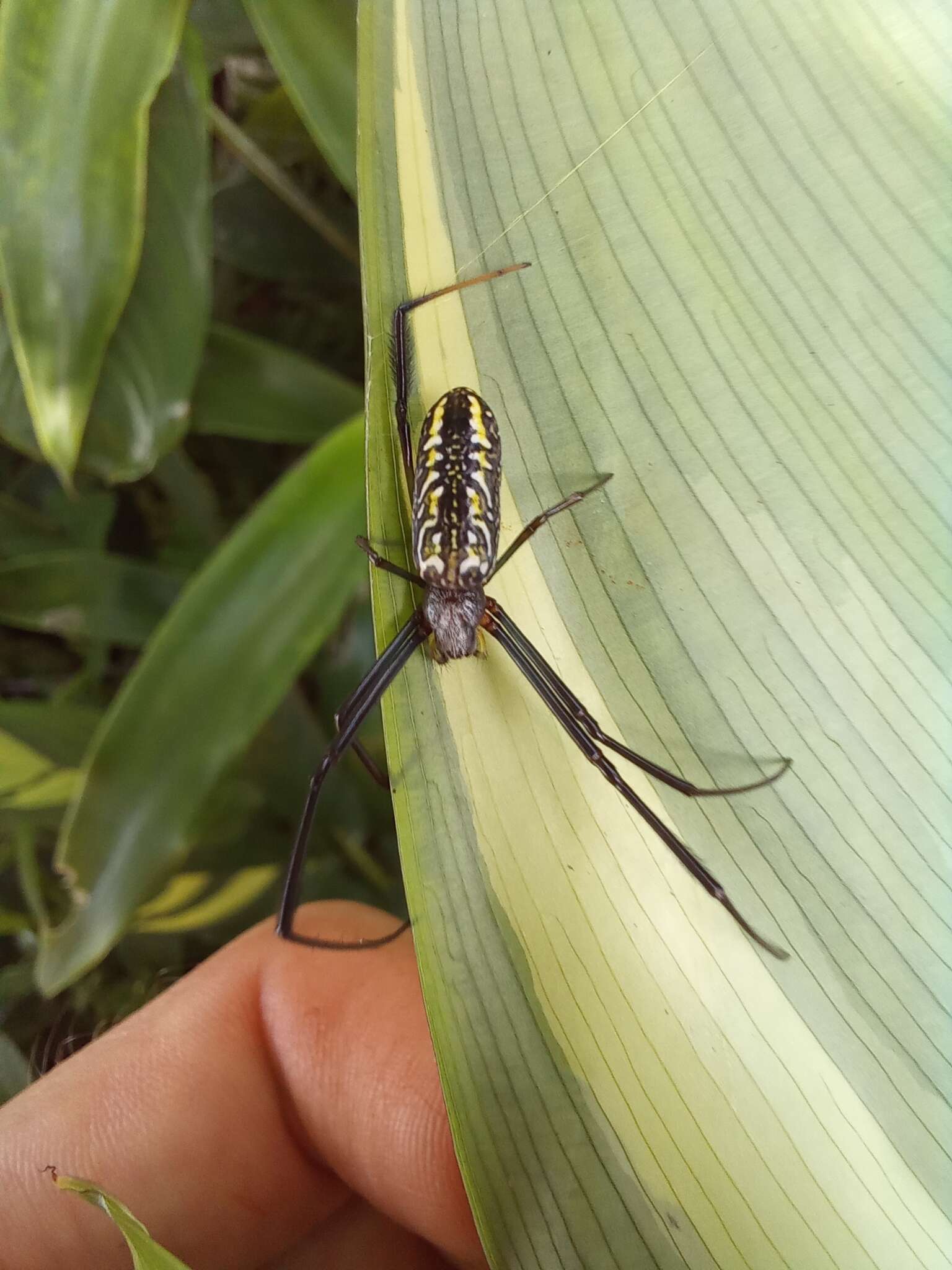 صورة Trichonephila fenestrata (Thorell 1859)