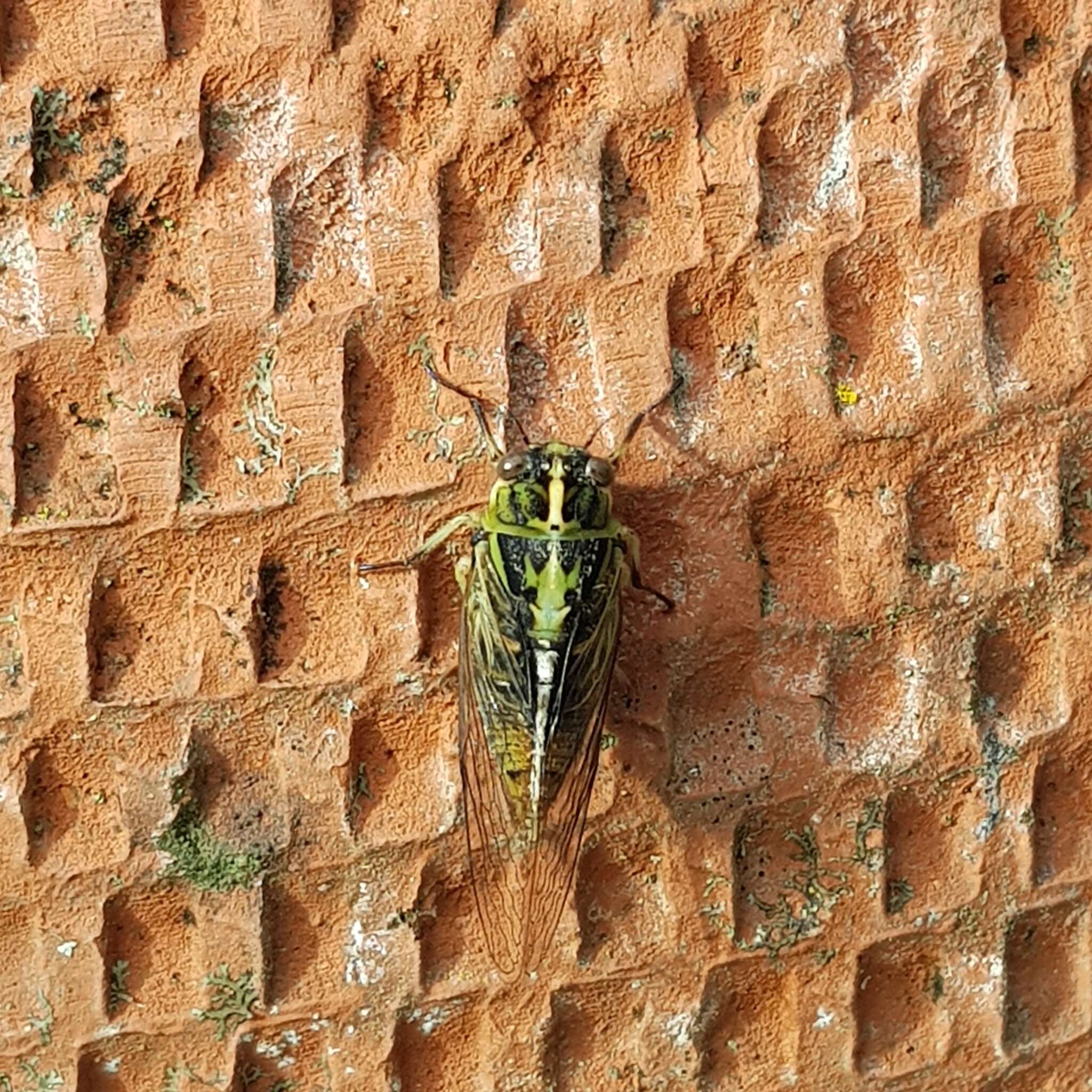 Image of variable cicada