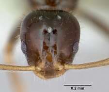 Plancia ëd Monomorium talbotae Du Bois 1981