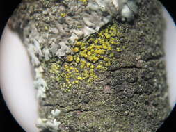 Image of eggyolk lichen