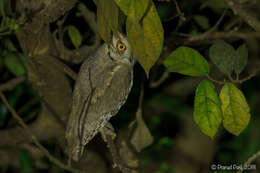 Image of Pallid Scops Owl