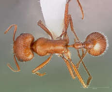 Image of Maricopa Harvester Ant