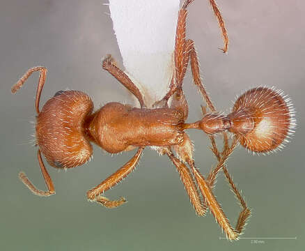 Image de Pogonomyrmex maricopa Wheeler 1914