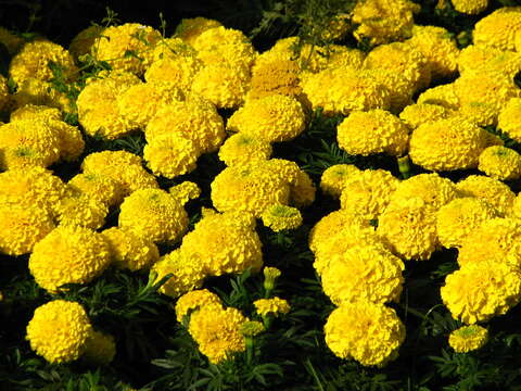 Image of Tagetes erecta