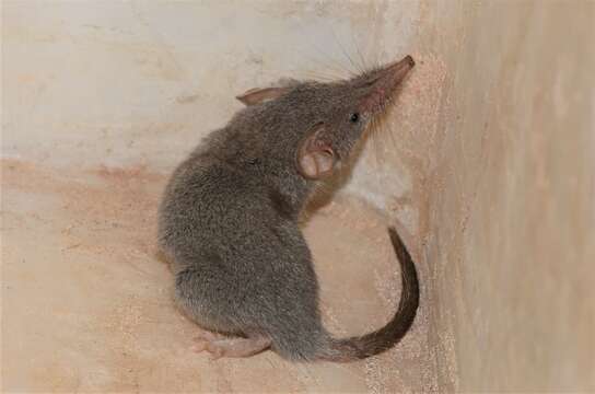 Image of Reddish-gray Musk Shrew