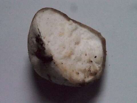 Imagem de Lycoperdon dermoxanthum Vittad. 1843