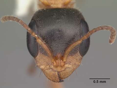 Sivun Pseudomyrmex gracilis (Fabricius 1804) kuva