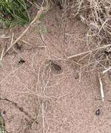 Image of Cicindela (Cicindela) repanda novascotiae Vaurie 1951