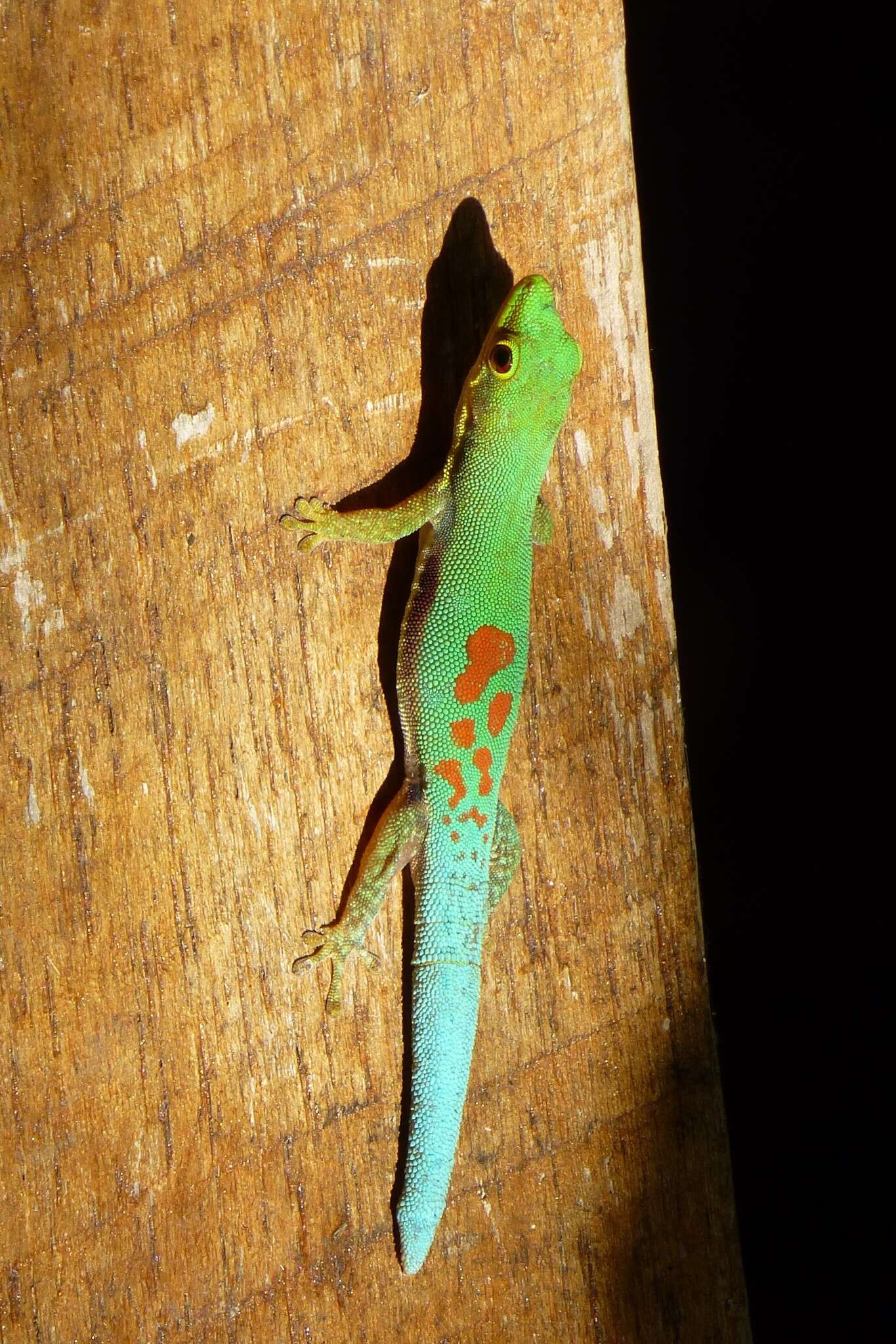 Слика од Phelsuma pusilla pusilla Mertens 1964