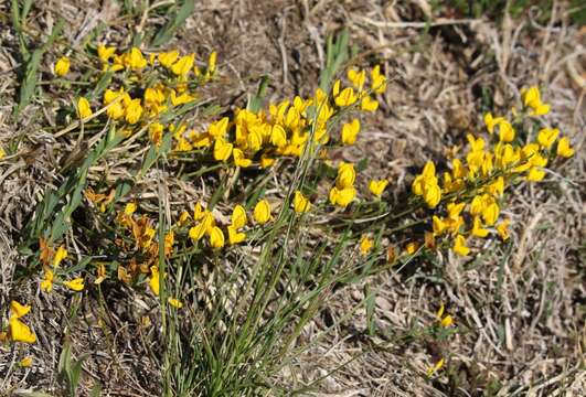 Image of Cytisus pseudoprocumbens Markgr.