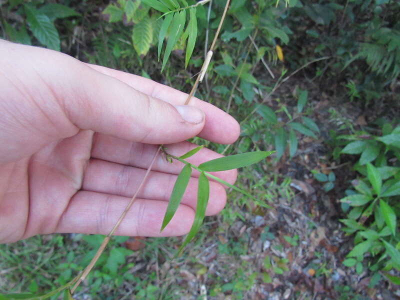 Image de Lasiacis divaricata (L.) Hitchc.