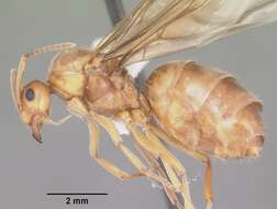 Image of False Honey Ant