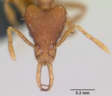 Image of Ant