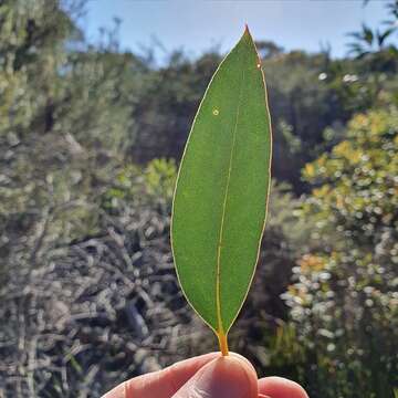 صورة Eucalyptus obstans L. A. S. Johnson & K. D. Hill