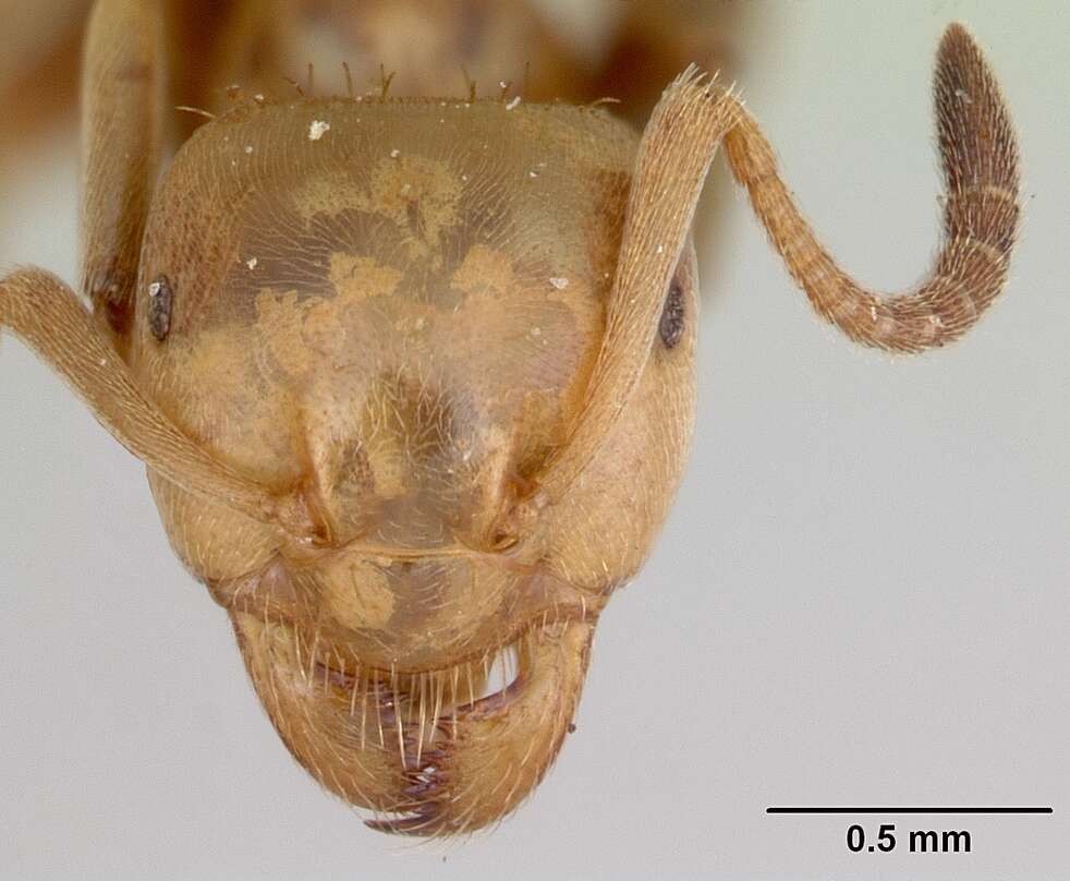 Imagem de Lasius bureni