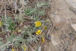 Image of pretty cinquefoil