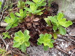 Image of Osmitopsis dentata (Thunb.) Bremer