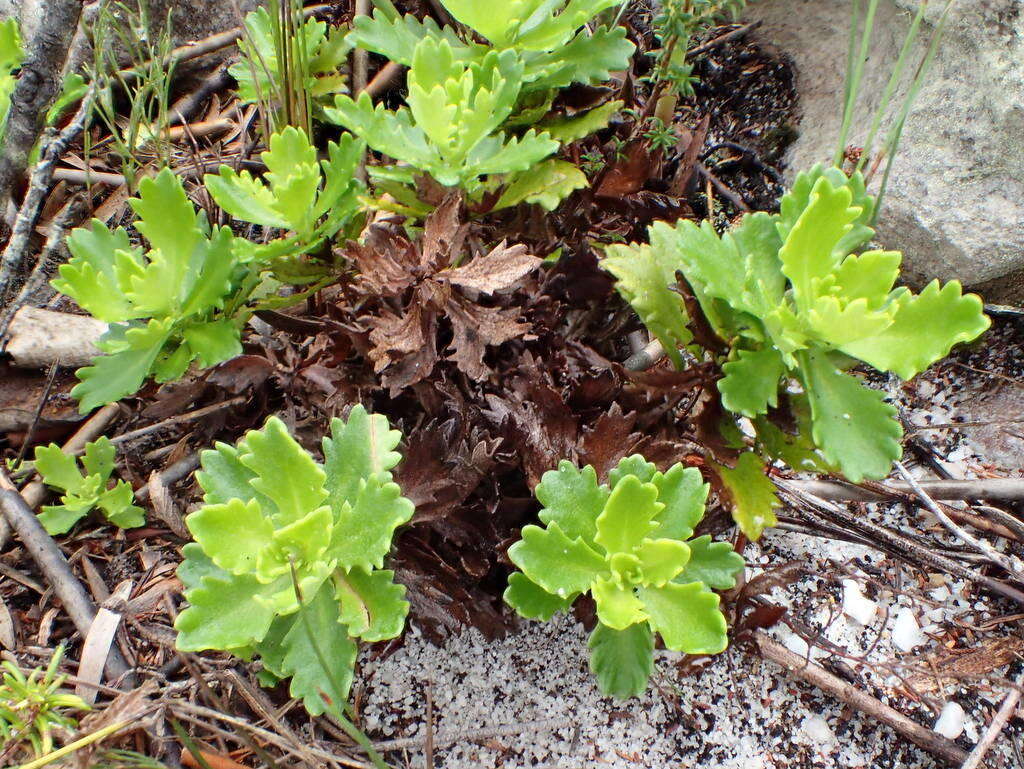 Image of Osmitopsis dentata (Thunb.) Bremer