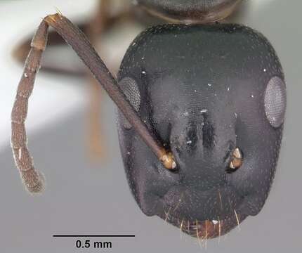 Image of Camponotus nearcticus Emery 1893