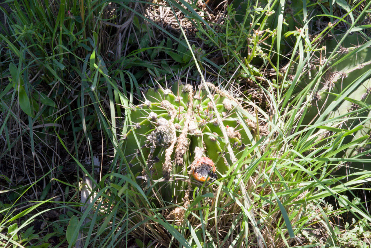 Image of Echinopsis rhodotricha K. Schum.