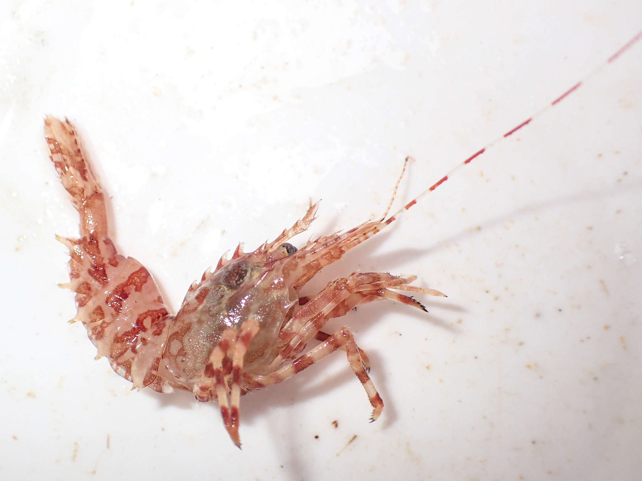 Image of Greenland shrimp