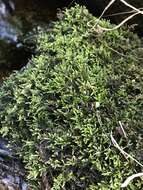 Image of Fern-leaved Hook Moss