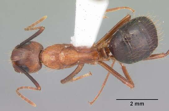 Image of Florida Carpenter Ant