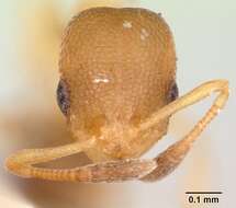 Image of Ant