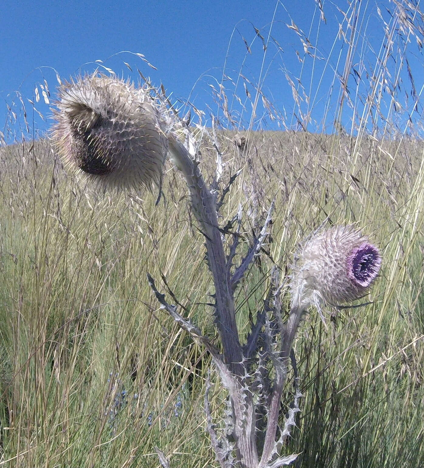 Image of Cirsium nivale (Kunth) Sch. Bip.