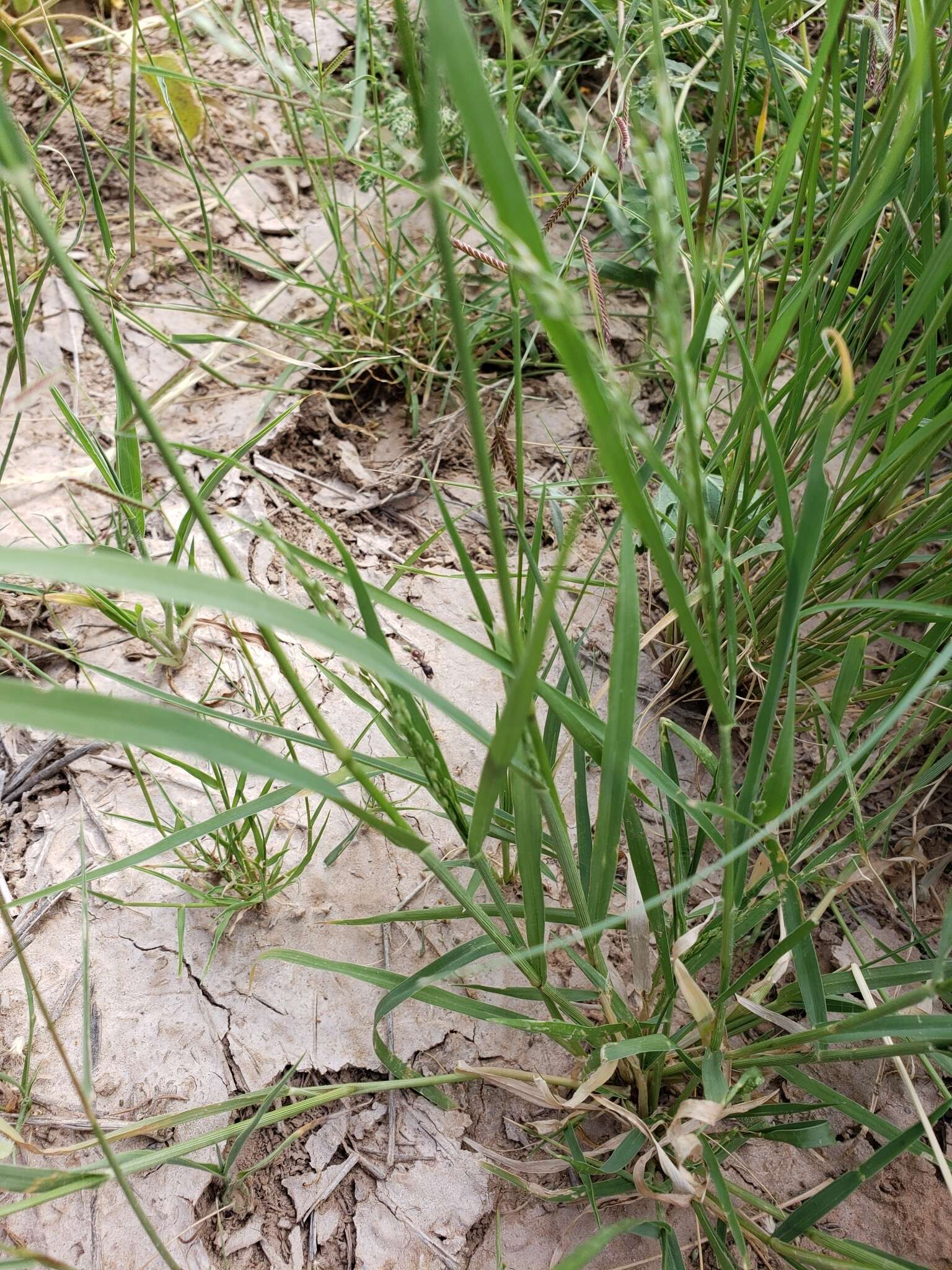 Image of Hall's panicgrass