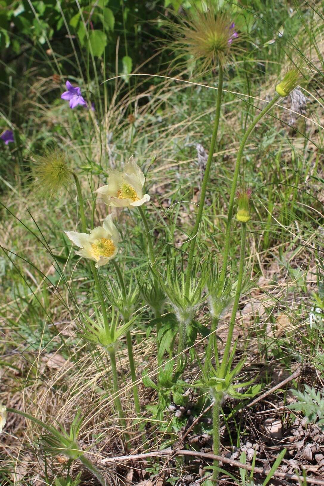 Image of eastern pasqueflower