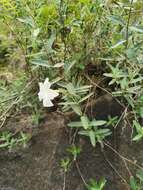 Imagem de Mandevilla hypoleuca (Benth.) Pichon