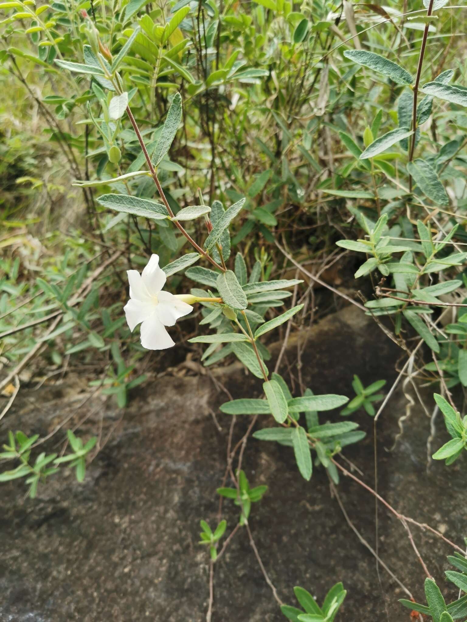 Image of Davis Mountain rocktrumpet