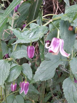 Image of Clematis lasiandra Maxim.