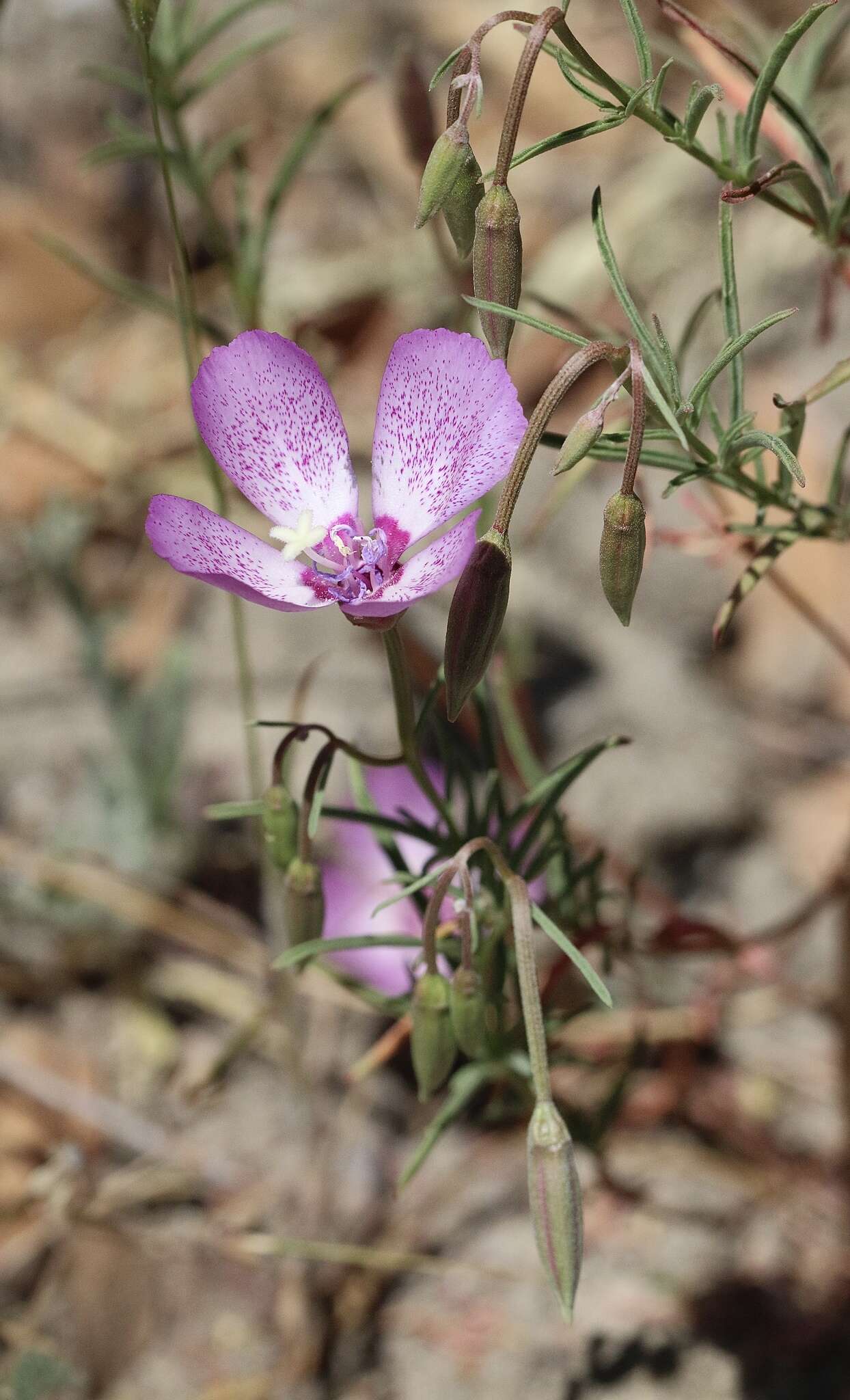 صورة Clarkia cylindrica subsp. cylindrica