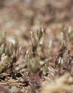 Image of Mt. Diablo bird's-beak