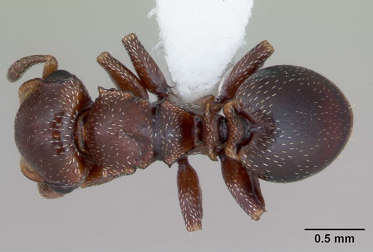 Cephalotes quadratus (Mayr 1868) resmi