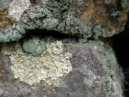 Image of mealy lichen